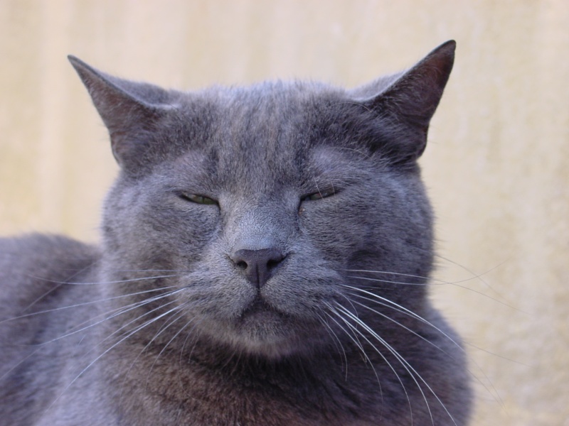 Biot Katze.JPG -                                